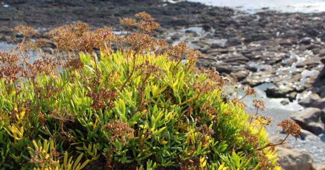 hops ready for harvest